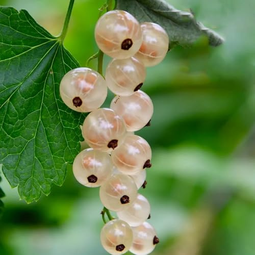 semi di uva spina, nani resistenti frutteto da giardino roccioso rari esterno colonnare fresca colonnari resistenti 55pcs