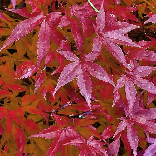 Japanischer Ahorn Acer palmatum 'Pink Dwarf', ca. 70cm hoch, Ø19cm | Rosa Frühlingslaub, Kompakte Balkonpflanze, Gartenpflanze