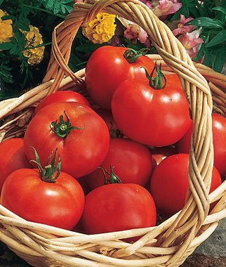 Burpee 'Early Girl' Hybrid , Red Slicing Tomato , Rich Flavor & Aroma , 125 Non-GMO Seeds