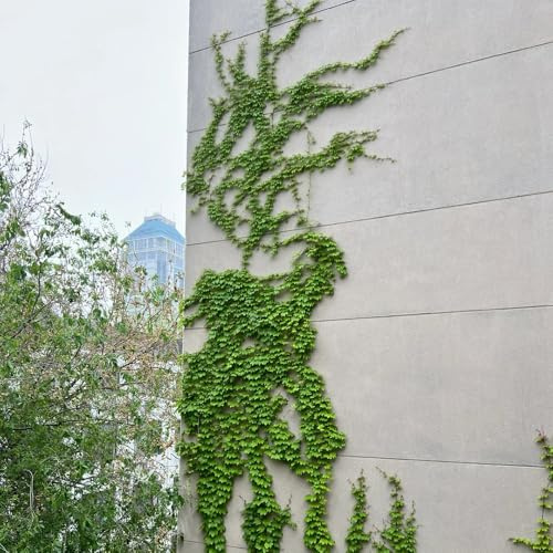 semi di vite selvatica, luoghi soleggiati di vite americana, prodotti sostenibili vecchie varietà rampicanti resistenti decorazione del balcone rare regali 180pcs
