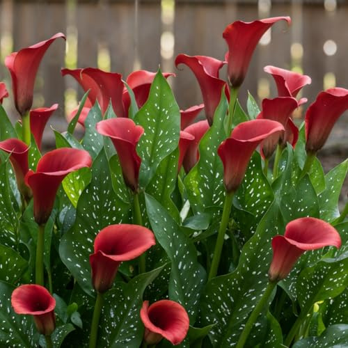 Zantedeschia Calla Lirio Pasión Roja - 5 Bulbos de Flores Exterior - Plantas Naturales Exterior de Holanda - Plantas de Exterior Resistentes - Decoracion Jardin - Sin Semillas, No Artificiales