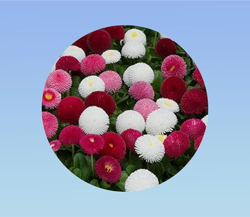 200 graines de fleurs bellis perrennis - pâquerette - pomponette - Planète graines -