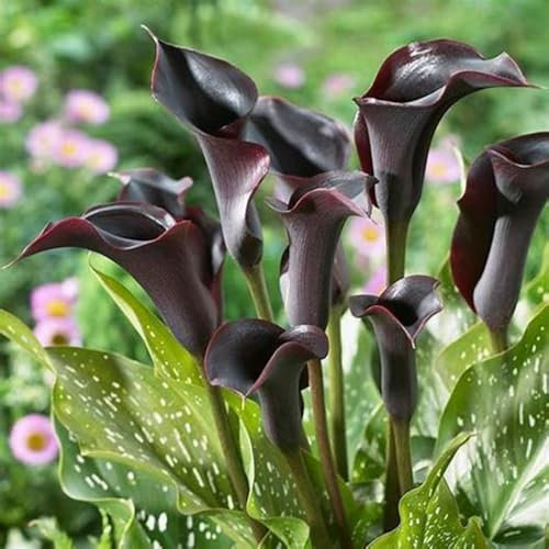 Calla Lily Bulbs,Garden Flowers,Calla Lily Bulbs for Planting Now UK,Cut Flowers,Wedding Flowers,Plant Bulbs,Hardy Perennial,Strong Plants That Grow Well.-4bulbs-I