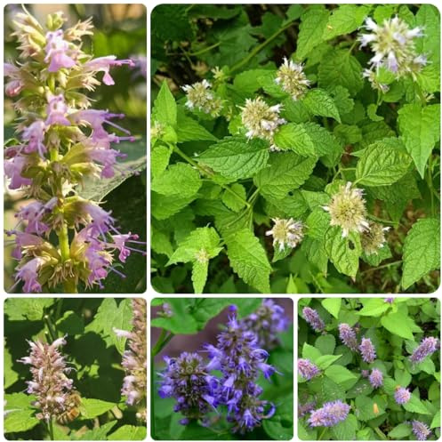 duftnessel wildblumen balkonblume duftnesselsamensteingartenpflanzen winterhart gartenblumen mehrjährig herbstblumen 200pcs