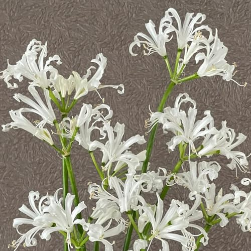 12Bulbos de lirio araña - lycoris radiata - que ecen en primavera, decoraciones, comprar de sangre, macetero primavera