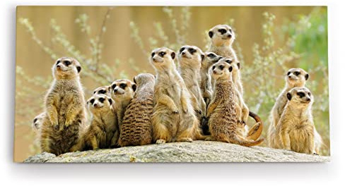 Paul Sinus Wandbild 120x60cm Erdmännchen Familie Afrika Tiere Wildnis Südafrika