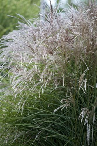 Chinaschilf Miscanthus sinensis Federweißer Ziergras winterhart | Sonniger Standort, dekorative Blütenrispen, schnittvertraeglich, ideal als Sichtschutz, robust und wetterbestaendig