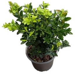 Buxus – Planta Ornamental Natural con Follaje Resistente para el Exterior