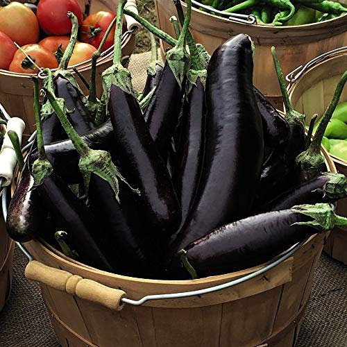 Aubergine 'Hansel' F1 Hybrid Egg Plant Tender Annual Vegetables Summer Autumn Harvest Garden Plants Grow Your Own 1 x Seed Packet (5 Seeds) Aubergine 'Hansel' F1 Hybrid by Thompson and Morgan