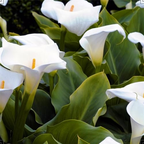 Calla Lily Bulbs Strong Plants That Grow Well Mix Golden Jade Carving Feels Beautiful Now Mixed Garden Crop for Planting Now UK