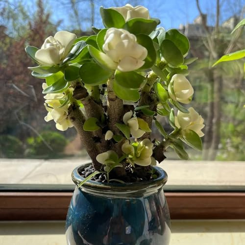 Semi di Albero di Giada, balcone primaverili portulacaria afra da giardino serra esotiche resistenti 100pcs