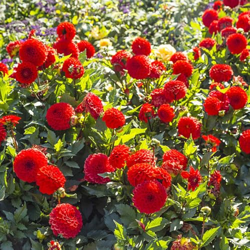 dahlien wildblumen balkonblumen topfpflanzen echt blumensamen balkon blumenstauden winterhart garten hochbeet exotische zimmerpflanzen blumenwiese herbstaussaat mehrjährig sommerblumen 225samen