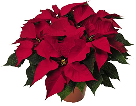 Planta de la Navidad Natural de Color Rojo DECOALIVE Poinsettia o Flor de Pascua