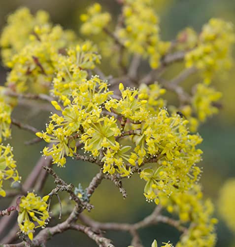 Asiatische Kornelkirsche 80-100cm - Cornus officinalis - lebende Gartenpflanze aus den Baumschulen