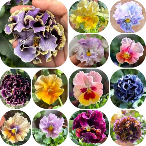 semi resistenti di viola corno, giardino Viola cornuta, d'appartamento di farfalle decorazione selvatici to decorazione 500pcs