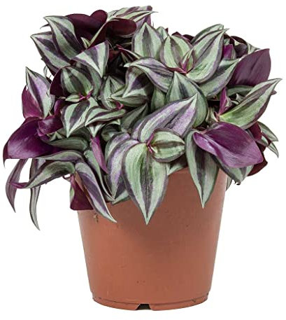 Tradescantia Zebrina Plant - 15-25cm in Height - Inch Plant for Indoors
