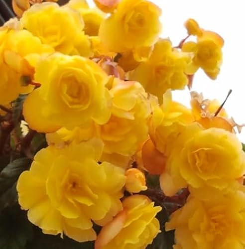 Begonienzwiebeln : Begonia pendula yellow - Begonie Gelbe Hängebegonie 1 Knolle