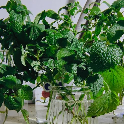 Semi di melissa, semi di Melissa officinale, da giardino roccioso resistenti per giardino di prodotti sostenibili resistenti 100pcs
