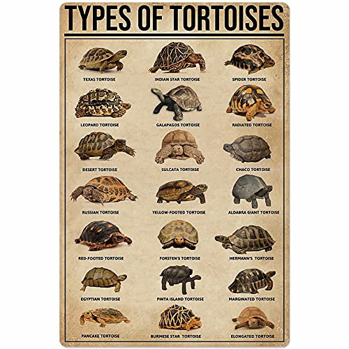 Cartel De Metal Tipos De Tortugas Letrero De Chapa Divertido Carteles De Chapa para Jardín, Taberna, Oficina 30x40cm