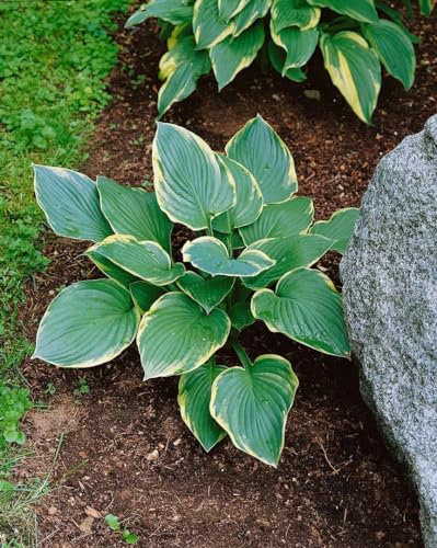Hosta x cultorum 'Fringe Benefit' 11 cm Topf – Winterhart, Mehrjährig, Pflegeleicht – Funkie – Staude für Schattenbeet & Kübel