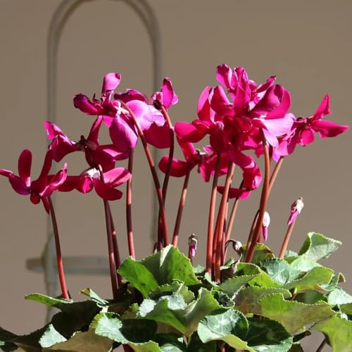 Alpenveilchen - wohnzimmer deko balkonpflanzen bodendecker wildblumensamen garten blumensamen blumendeko schmetterlingswiese 100Samen