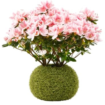 DECOALIVE Kokedama de Azalea Planta Viva Interior Decorativa con Flor