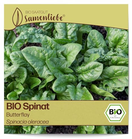 Samenliebe BIO Spinat Samen alte Sorte Butterflay mehltautoleranter Blattspinat Frühjahr Herbst und Winterspinat grün 5,1g samenfestes Gemüse Saatgut für Gewächshaus Freiland und Balkon winterhart