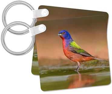 3dRose, Painted Bunting, Passerina ciris, male bathing in ranch pond, set of 6 Key Chains