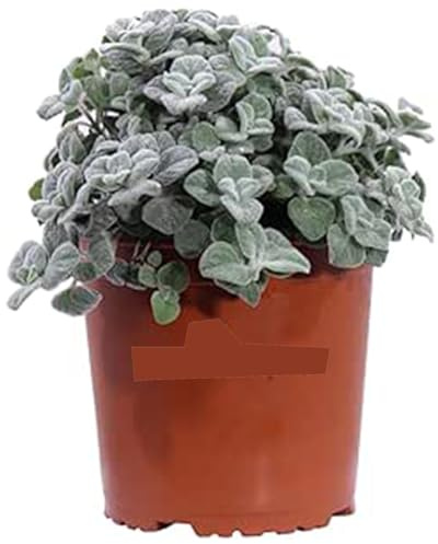 Origan méditerranéen jeunes plants | Plante aromatique vivante en pot | Herbes fraîches pour cuisine, balcon et potager