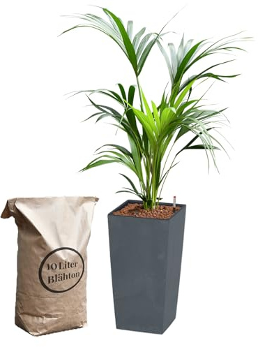 Green Me Up Hydrokultur Zimmerpflanzen Set - Kentia Palme Howea forsteriana - Wasserstandsanzeige - 10 L Blähton - Hohe Vase Betonoptik Anthrazit - Zimmerpalme 120 cm - pflegeleichte Büropflanzen