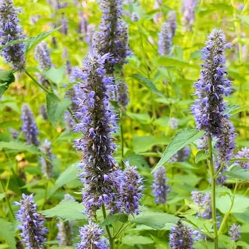 patchouli pflanzensamen heilkräuter nachhaltige geschenke luftreinigende zimmerpflanzen kräutergarten küche geschenk balkonblumen für sonnige plätze zimmerpflanzen gartenkräuter 300samen