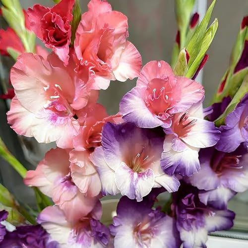 bulbi di gladioli letto elevato giardino ufficio decorativi interni giardino rocce balcone Bulbi resistenti all'inverno 9pcs