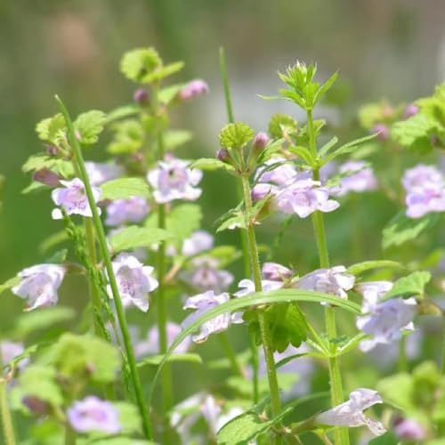 semillas de hiedra terrestre - verdes exótico cultivo de jardín jardín balcón sombra semillas ornamentales 900pcs