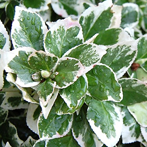 Euonymus fortunei 'Emerald Gaiety' Spindel Immergrüner Winterharter Strauch Topf