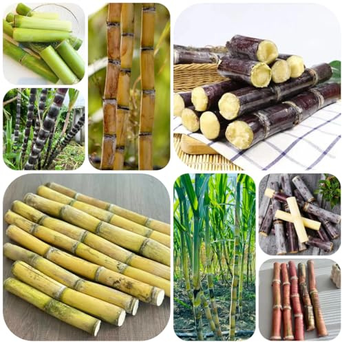 semi di canna da zucchero vecchie varietà di canna da zucchero resistenti rare per aiuole rialzate giardino resistenti perenni decorazione 100pcs