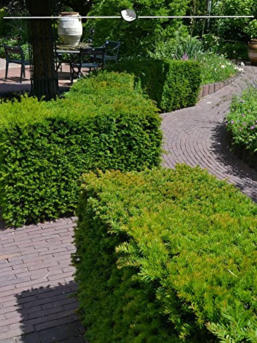 Taxus media Hillii 50-60 cm im Topf. 40 Eiben. Immergrüne Taxus Heckenpflanzen