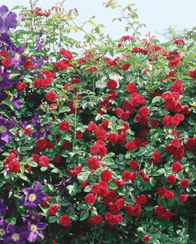 Rosa 'Chevy Chase' – Winterhart, Mehrjährig, Pflegeleicht – Ramblerrose – Kletterpflanze für Pergola & Rankhilfe