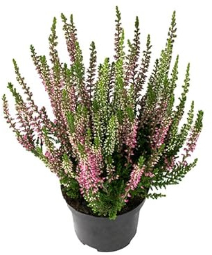Brezo Planta Exterior - Mix Color - Arbusto Resistente y Natural