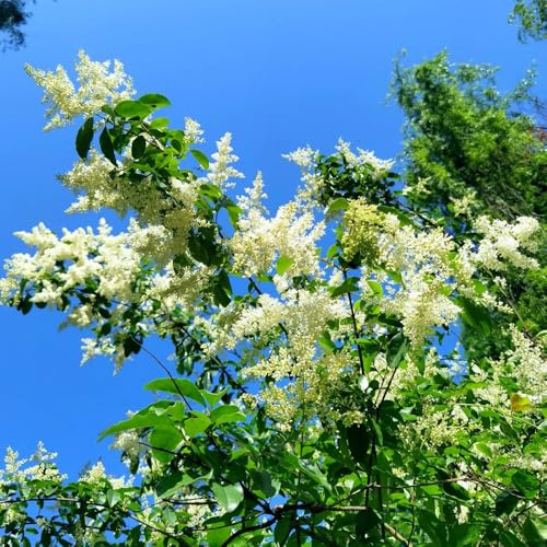 semillas de aligustre de hoja perenne para setos de camas elevadas alheña decorativas, arbustos resistentes de interior purificadoras de aire jardín 550pcs