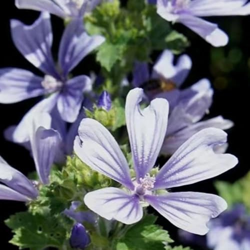semillas de malva orgánicas pasto jardín sala de estar perennes (malva - sinensis) inusual verano 800pcs