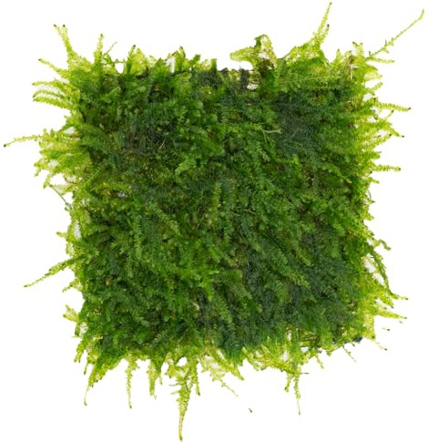 AquaBreedingSkill Taiwan Moos auf Edelstahlgitter 8×8 cm – Taxiphyllum sp. lebendes Aquarium Moos – Fertige Moosmatte für Aquascaping, Garnelen und Nano Aquarium