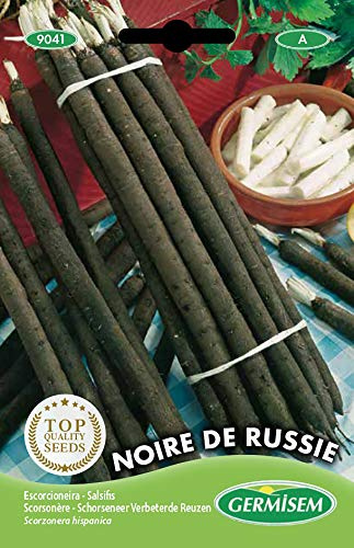 Germisem graines Scorsonère NOIRE DE RUSSIE