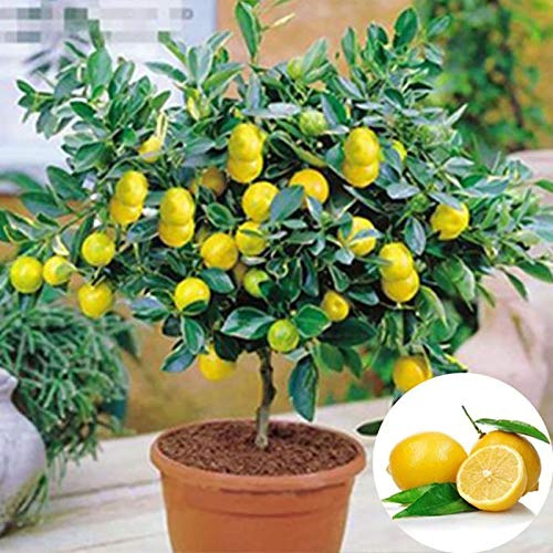 Benoon Semillas De árbol De Limón, 10 Piezas/Bolsa Semillas De árbol De Limón Semillas De Fruta De Limón Livianas No Transgénicas Para Jardín Semillas de limonero