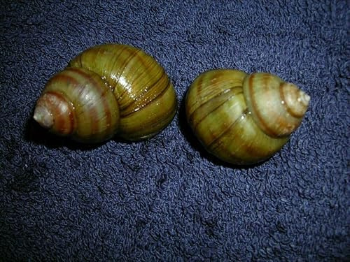 WaterPlants Sumpfdeckelschnecke, Teich Tiere, Gegen Algen im Gartenteich und Aquarium, 5 Stück