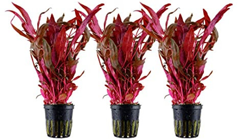 AquaOne Aquarium Pflanze 3 Stück Alternanthera reineckii 'Pink' I Wasserpflanze Aquariumpflanze Stängelpflanze voll durchwurzelt einfach pflegeleicht Aquascaping Dekoration