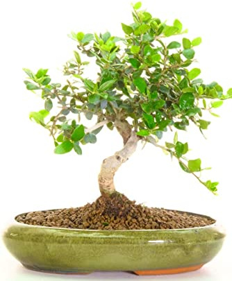 DECOALIVE Bonsái Árbol Olivo Natural Bonsái Exterior e Interior