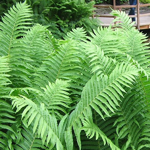 GardenersDream Matteuccia struthiopteris 'Ostrich Fern' Plant in Pot – Garden-Ready Potted Perennial Deciduous Plant – Colourful Outdoor Plant for Garden and Borders