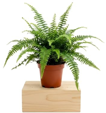 DECOALIVE Helecho de Boston Nephrolepis Exaltata | Planta Viva Frondosa | Maceta de 14 cm de Diámetro | Altura 35 cm
