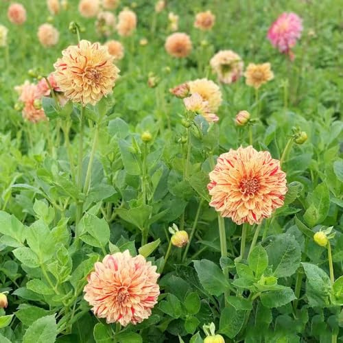 tuberi di dalia - giardino resistenti in vaso decorazioni esterni 5pcs