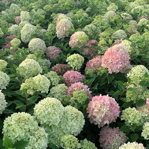 GARTEN SCHLÜTER® Rispenhortensie Little Lime limonengrün-rosa | Hortensie winterhart & mehrjährig - Hydrangea paniculata - 1 Pflanze